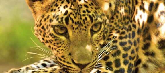 Bioparc Fuengirola